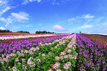 花畑の写真rgb